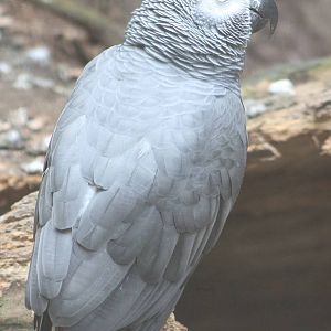 African grey parrot
