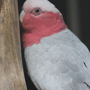Galah