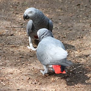 African grey parrots