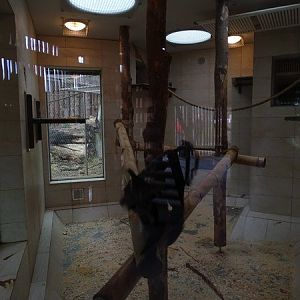 Zoo Jihlava 04/2016: Mangabeys indoors