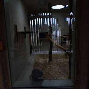 Zoo Jihlava 04/2016: Guenons indoors