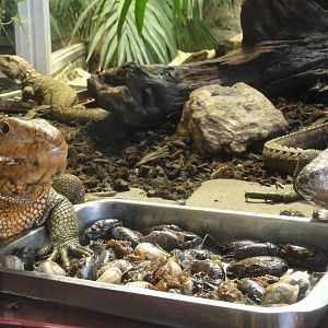 Reptiles of Barcelona zoo: 2016