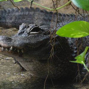 Reptiles of Barcelona zoo: 2016