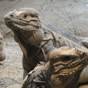 Reptiles of Barcelona zoo: 2016