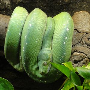 Reptiles of Barcelona zoo: 2016