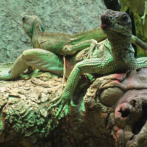 Reptiles of Barcelona zoo: 2016