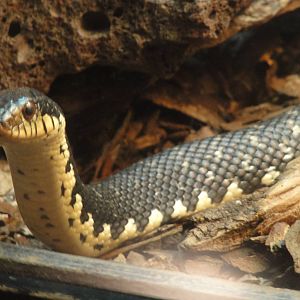 Reptiles of Barcelona zoo: 2016