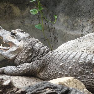 Reptiles of Barcelona zoo: 2016