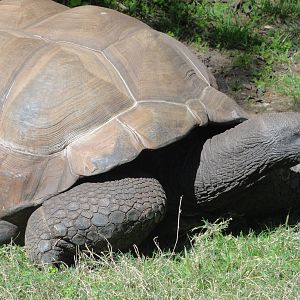 Reptiles of Barcelona zoo: 2016
