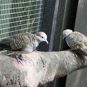 Zebra Doves