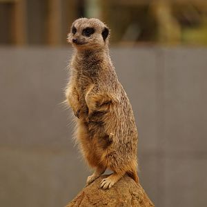 Meerkat Lookout