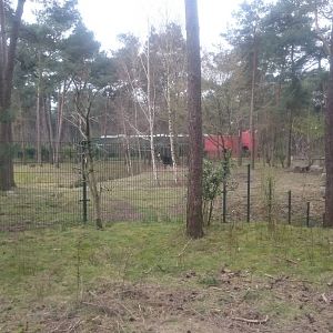 Okapi and Red duiker enclosure