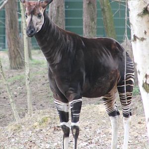 Okapi
