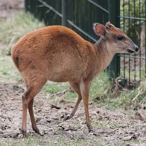 Natal red duiker