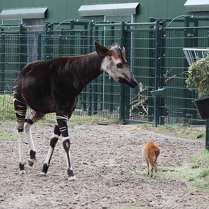 Okapi and Natal red duiker