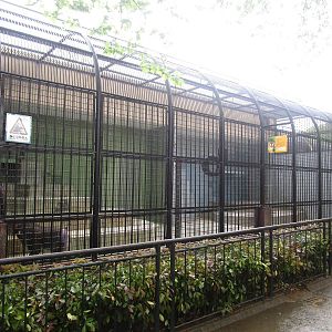 Mandrill Outdoor Enclosure - 16/04/2016