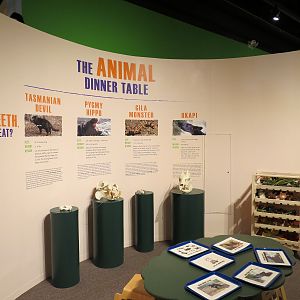 The Lore Behind The Roar! - Roar! Family Den