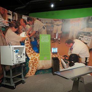 The Lore Behind The Roar! - Veterinary Display