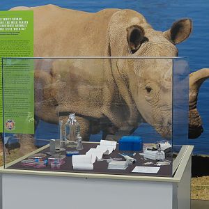 The Lore Behind The Roar! - Frozen Zoo Display