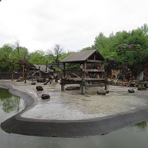 Hamadryas Baboon Enclosure - 16/04/2016