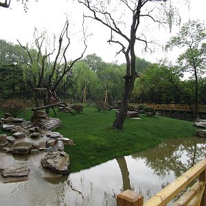 Ring-tailed Lemur Enclosure - 16/04/2016