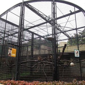 White-headed Capuchin Enclosure - 16/04/2016