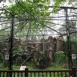 Golden Snub-nosed Monkey Enclosure - 16/04/2016