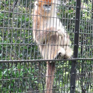 Golden Snub-nosed Monkey - 16/04/2016
