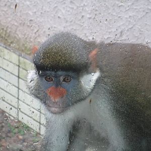 Red-eared Monkey - 16/04/2016