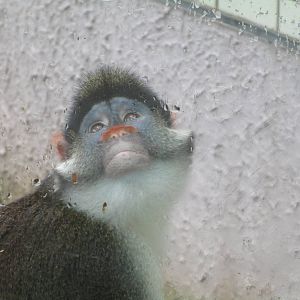 Red-eared Monkey - 16/04/2016