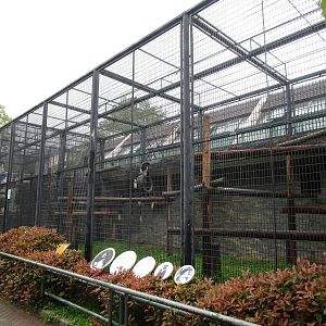 Guereza Enclosure - 16/04/2016