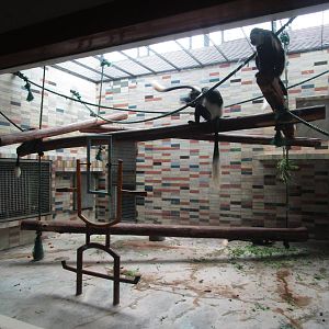 Guereza Indoors - 16/04/2016