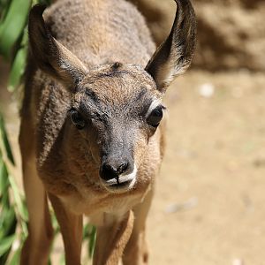Peninsular Pronghorn calf at LA Zoo 16th April 16