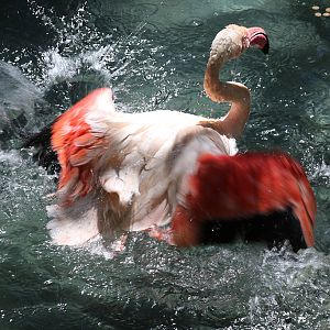 Greater Flamingo at LA Zoo 16th April 2016