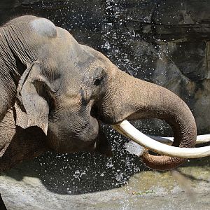 Asian Elephant male at LA Zoo 16th April 2016