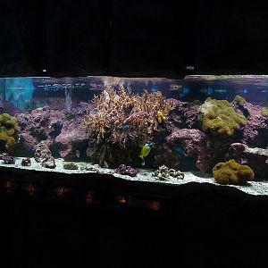 AkvaTera; saltwater aquarium