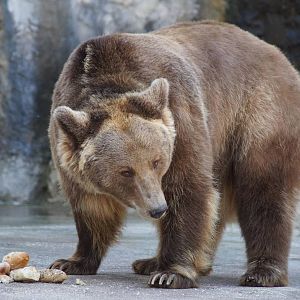 Brown Bear