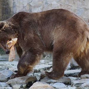 Brown Bear