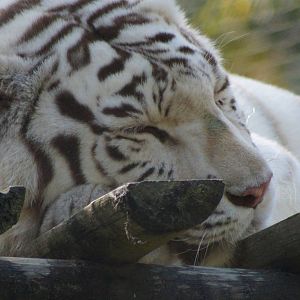 White Tiger
