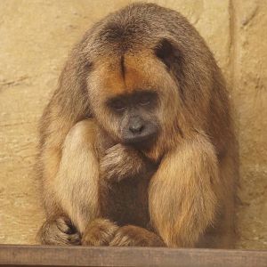 Black Howler Monkey