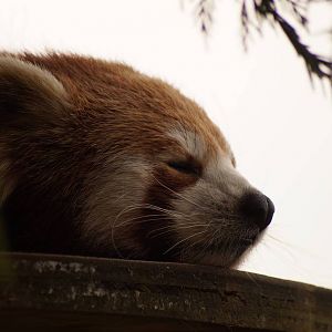 Red Panda