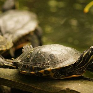 Basking In The Sunshine