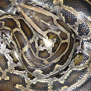 Burmese Python, April 2016
