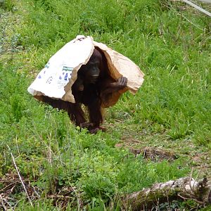 Bornean Orangutans, April 2016