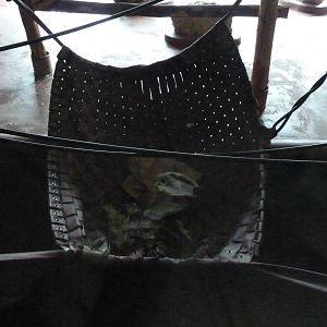 Orangutan showden, April 2016