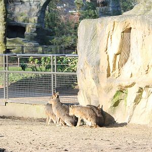 Patagonian cavies