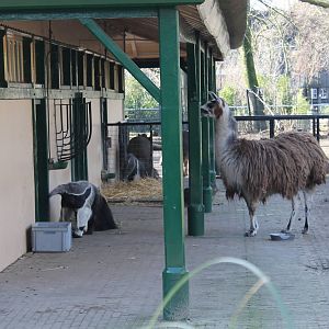 Llama and Giant anteaters