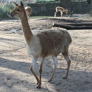 Vicugnas