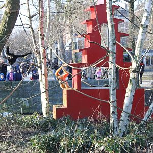 Active Golden-cheeked gibbons
