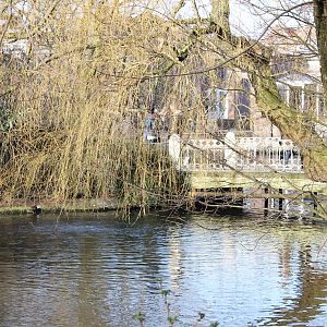 Pond and bridge at Artis